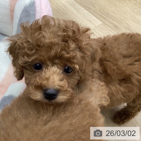 トイ・プードルの写真