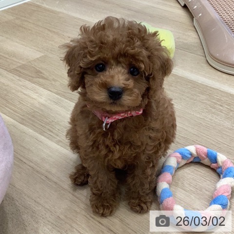 トイ・プードルの写真