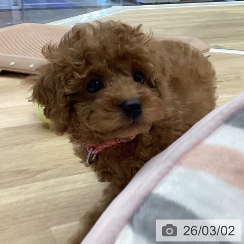 岐阜県のトイプードル(トイ) (ペットプラス 各務原店/2025年12月24日生まれ/女の子/レッド)の子犬の4枚目の画像