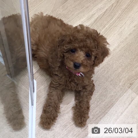 岐阜県のトイプードル(トイ) (ペットプラス 各務原店/2025年12月24日生まれ/女の子/レッド)の子犬の3枚目の画像