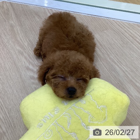 トイ・プードルの写真