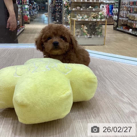 トイ・プードルの写真