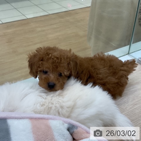 愛知県のトイプードル(トイ) (ペットプラス ナゴヤドーム前店/2025年12月24日生まれ/女の子/レッド)の子犬の4枚目の画像