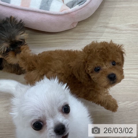 愛知県のトイプードル(トイ) (ペットプラス ナゴヤドーム前店/2025年12月24日生まれ/女の子/レッド)の子犬の3枚目の画像