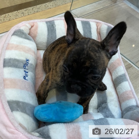 福岡県のフレンチブルドッグ (ペットプラス ららぽーと福岡店/2025年12月17日生まれ/男の子/ブリンドル)の子犬の4枚目の画像