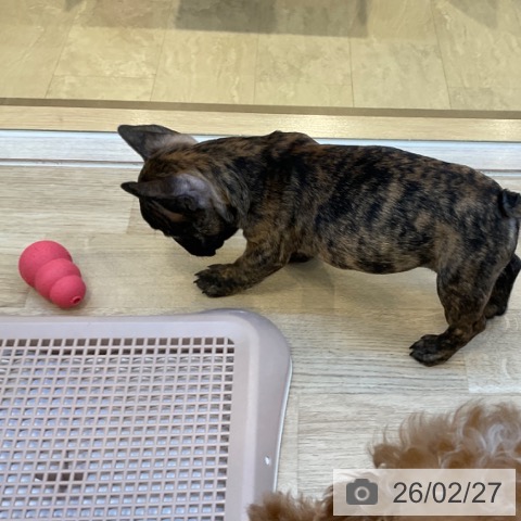 福岡県のフレンチブルドッグ (ペットプラス ららぽーと福岡店/2025年12月17日生まれ/男の子/ブリンドル)の子犬の3枚目の画像