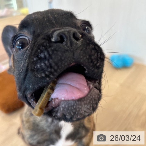 福岡県のフレンチブルドッグ (ペットプラス ららぽーと福岡店/2025年12月17日生まれ/男の子/ブリンドル)の子犬の4枚目の画像