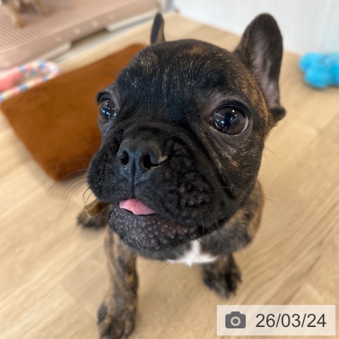 福岡県のフレンチブルドッグ (ペットプラス ららぽーと福岡店/2025年12月17日生まれ/男の子/ブリンドル)の子犬の3枚目の画像