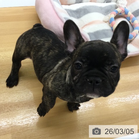 福岡県のフレンチブルドッグ (ペットプラス 黒崎店/2025年12月27日生まれ/男の子/ブリンドル)の子犬の4枚目の画像
