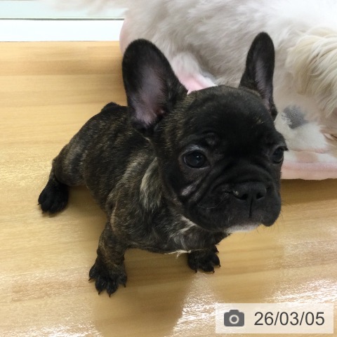 福岡県のフレンチブルドッグ (ペットプラス 黒崎店/2025年12月27日生まれ/男の子/ブリンドル)の子犬の3枚目の画像