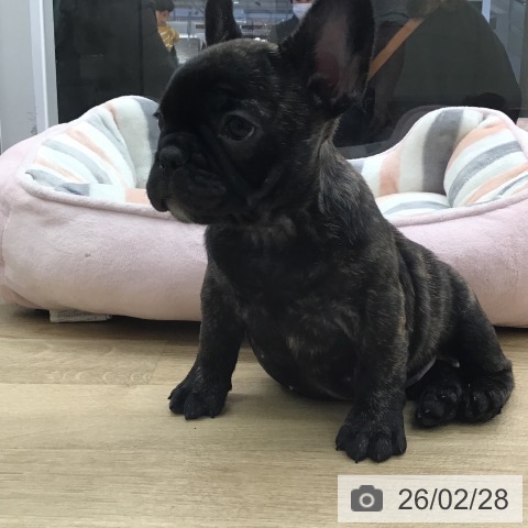 福岡県のフレンチブルドッグ (ペットプラス 小倉南店/2025年12月27日生まれ/女の子/ブリンドル)の子犬の4枚目の画像