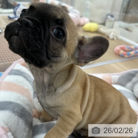 福岡県のフレンチブルドッグ (ペットプラス 八幡東店/2025年12月27日生まれ/女の子/フォーン)の子犬の4枚目の画像