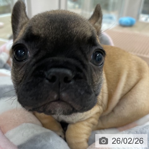 福岡県のフレンチブルドッグ (ペットプラス 八幡東店/2025年12月27日生まれ/女の子/フォーン)の子犬の3枚目の画像