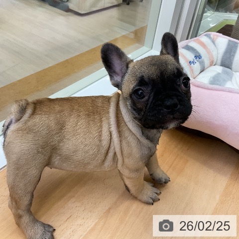 フレンチ・ブルドッグの写真