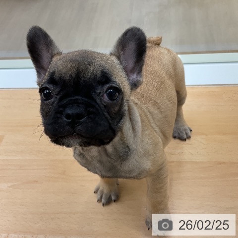 フレンチ・ブルドッグの写真