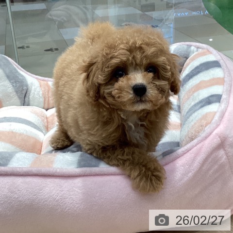 トイ・プードルの写真