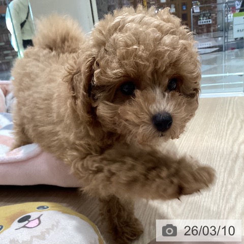 愛知県のトイプードル(トイ) (ペットプラス イオンモール長久手店/2025年12月24日生まれ/男の子/アプリコット)の子犬の4枚目の画像