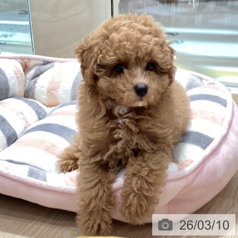 愛知県のトイプードル(トイ) (ペットプラス イオンモール長久手店/2025年12月24日生まれ/男の子/アプリコット)の子犬の3枚目の画像