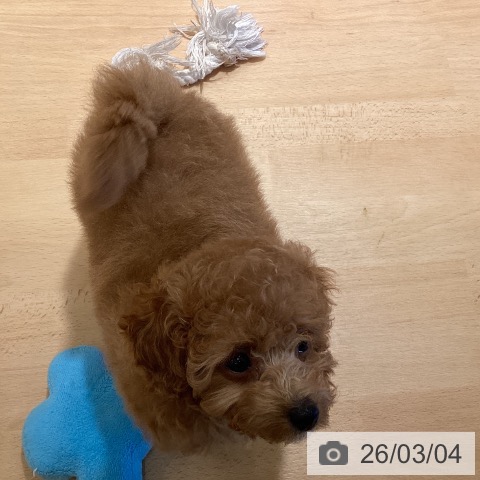 鹿児島県のトイプードル(トイ) (ペットプラス 姶良店/2025年12月24日生まれ/女の子/アプリコット)の子犬の4枚目の画像