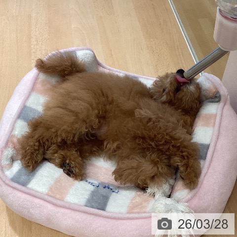 鹿児島県のトイプードル(トイ) (ペットプラス 姶良店/2025年12月24日生まれ/女の子/アプリコット)の子犬の4枚目の画像