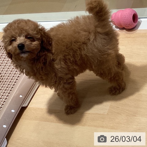 鹿児島県のトイプードル(トイ) (ペットプラス 姶良店/2025年12月24日生まれ/女の子/アプリコット)の子犬の3枚目の画像