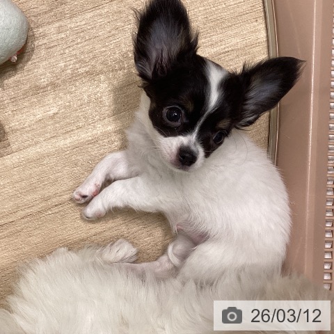 愛知県のチワワ(ロング) (ペットプラス 東浦店/2025年12月25日生まれ/女の子/ホワイトブラックタン)の子犬の3枚目の画像