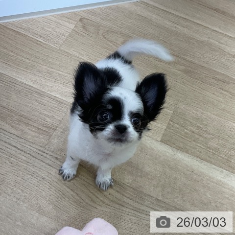 愛知県のチワワ(ロング) (ペットプラス mozoワンダーシティ店/2025年12月25日生まれ/女の子/ホワイトブラックタン)の子犬の3枚目の画像