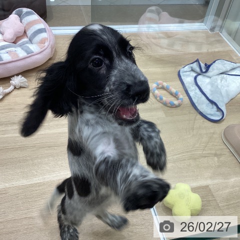 イングリッシュ・コッカー・スパニエルの写真