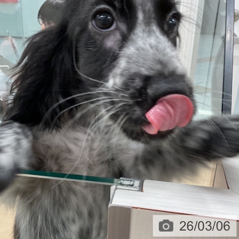 イングリッシュ・コッカー・スパニエルの写真