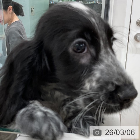 イングリッシュ・コッカー・スパニエルの写真