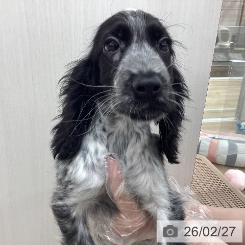 イングリッシュ・コッカー・スパニエルの写真