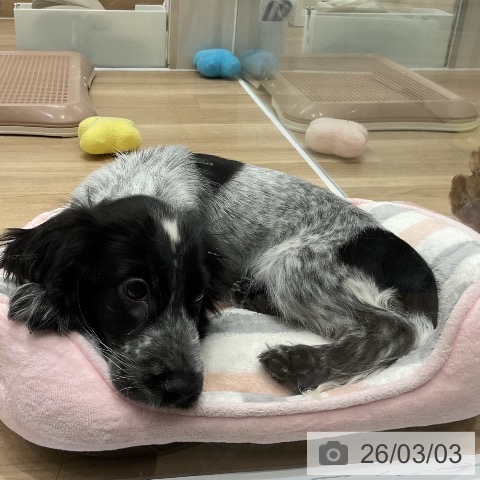 イングリッシュ・コッカー・スパニエルの写真