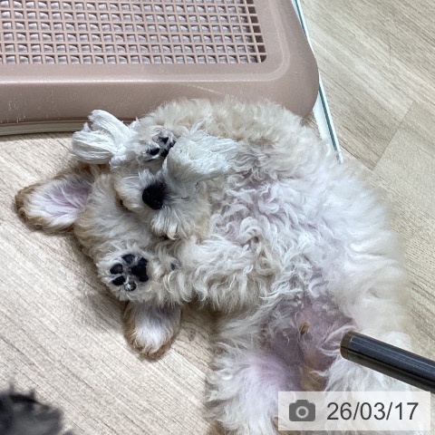 トイ・プードルの写真