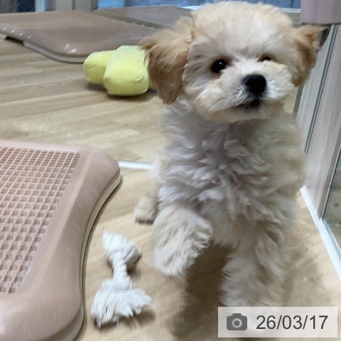 トイ・プードルの写真