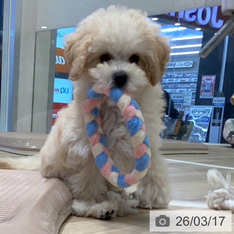 トイ・プードルの写真