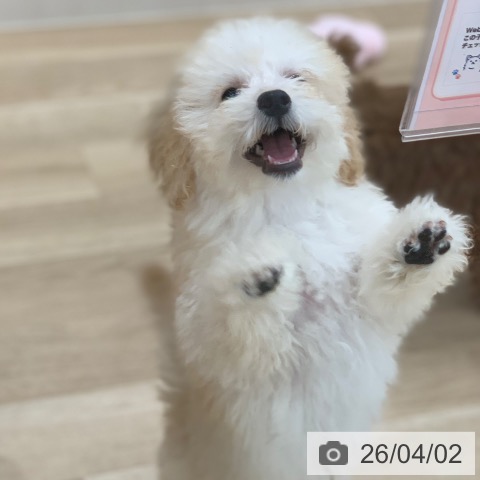 トイ・プードルの写真