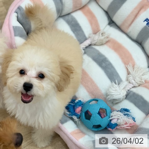 トイ・プードルの写真