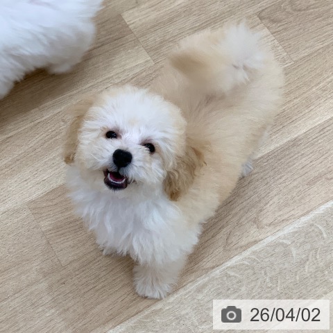 トイ・プードルの写真