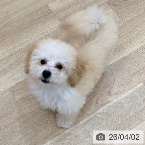 トイ・プードルの写真