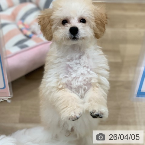 トイ・プードルの写真