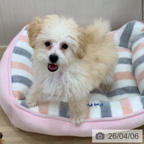 トイ・プードルの写真