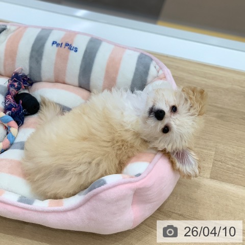 トイ・プードルの写真