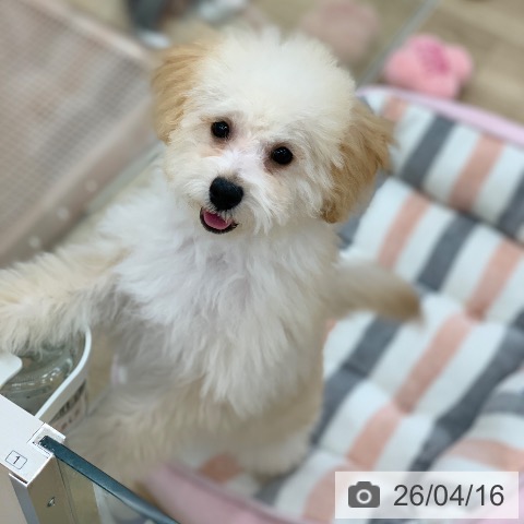 トイ・プードルの写真