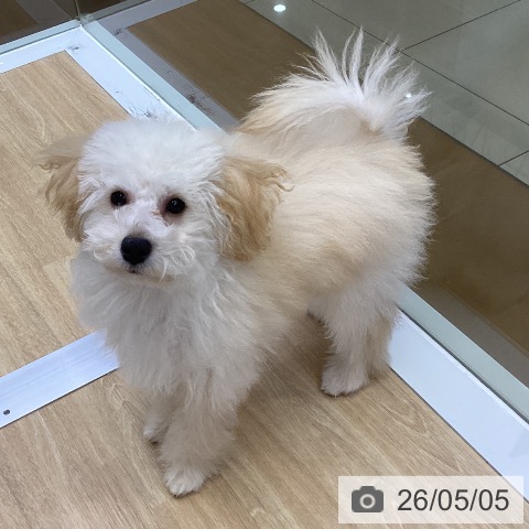 三重県のトイプードル(トイ) (ペットプラス 四日市泊店/2025年12月30日生まれ/男の子/クリーム)の子犬の4枚目の画像