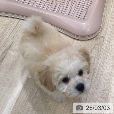 岐阜県のトイプードル(トイ) (ペットプラス 各務原店/2025年12月30日生まれ/男の子/クリーム)の子犬の3枚目の画像