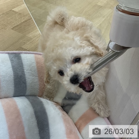 愛知県のトイプードル(トイ) (ペットプラス mozoワンダーシティ店/2025年12月30日生まれ/女の子/クリーム)の子犬の4枚目の画像