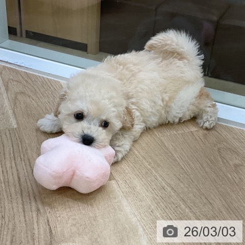 トイ・プードルの写真