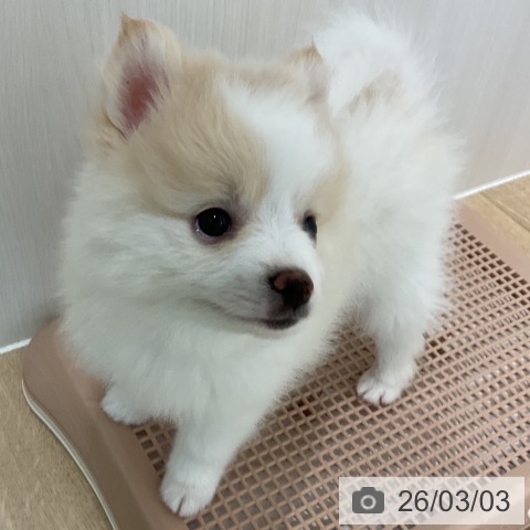 愛知県のポメラニアン (ペットプラス 熱田店/2025年12月30日生まれ/男の子/パーティーカラー)の子犬の3枚目の画像