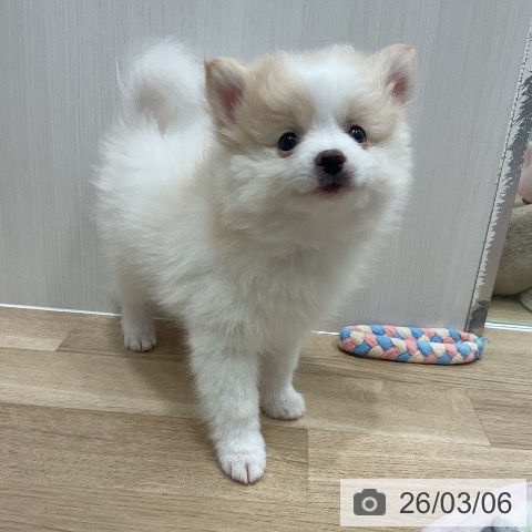 愛知県のポメラニアン (ペットプラス 熱田店/2025年12月30日生まれ/男の子/パーティーカラー)の子犬の3枚目の画像