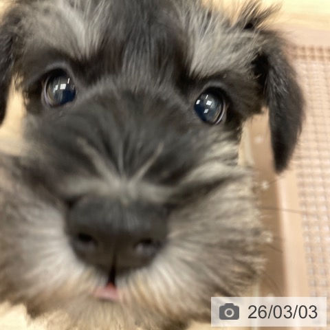 福岡県のミニチュアシュナウザー (ペットプラス 八幡東店/2025年12月31日生まれ/女の子/ブラックシルバー)の子犬の4枚目の画像